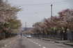 2015北斗市松前藩戸切地陣屋跡の桜